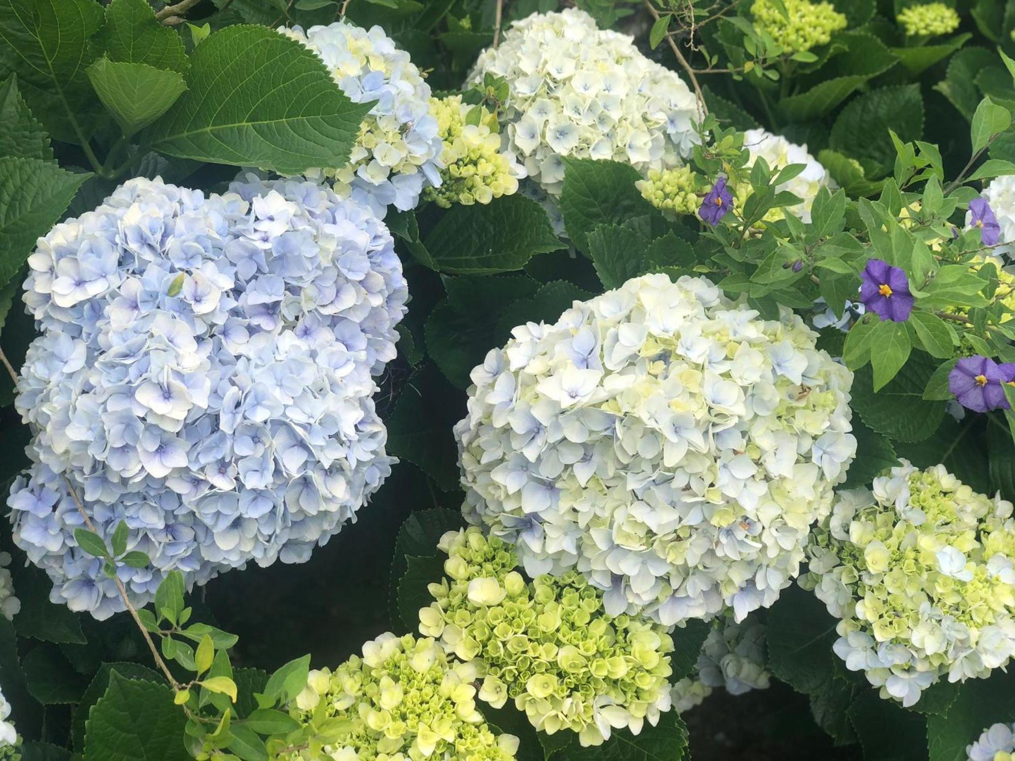 蓬塔德尔加达Vivenda Flor别墅 外观 照片