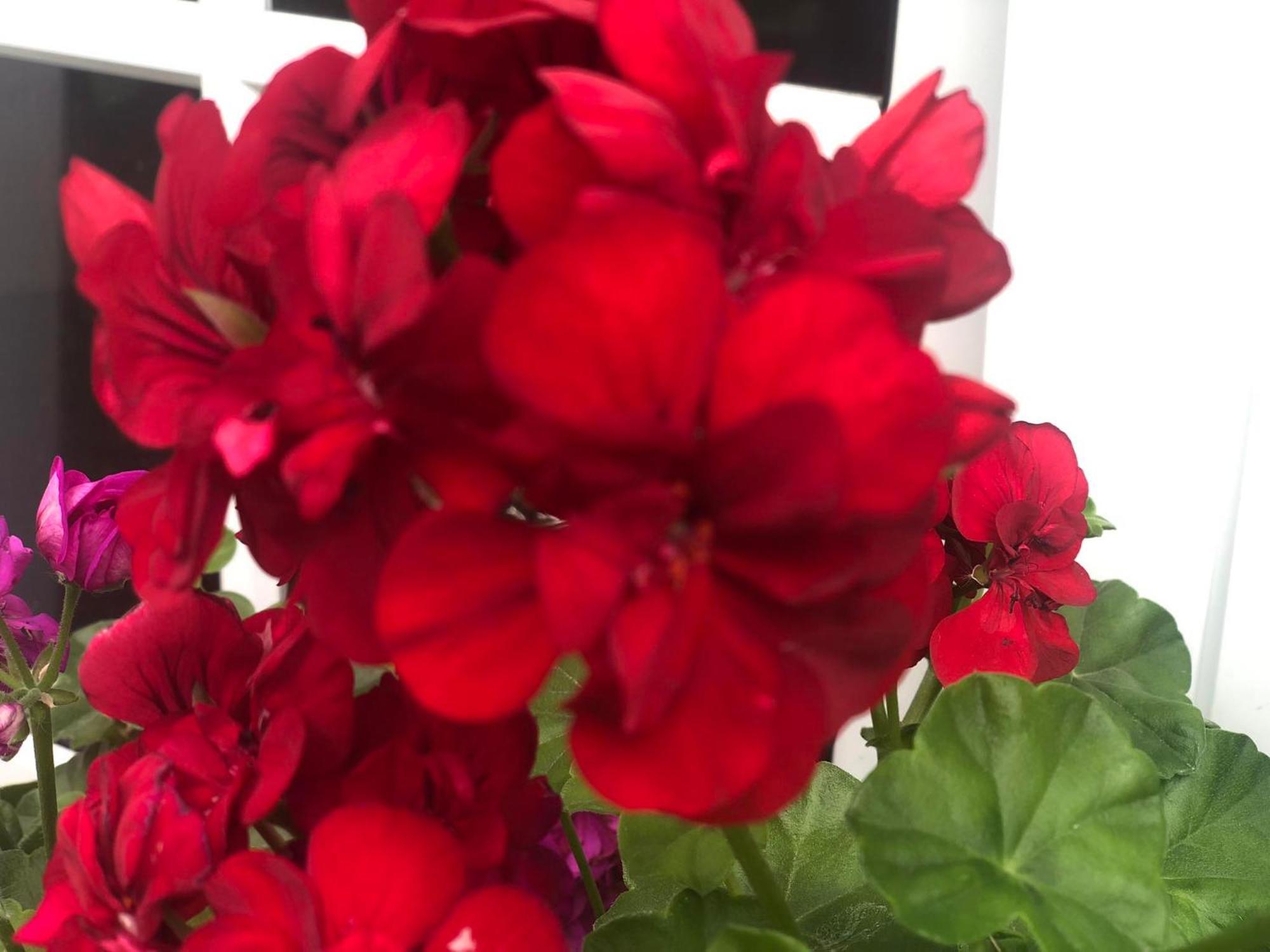 蓬塔德尔加达Vivenda Flor别墅 外观 照片