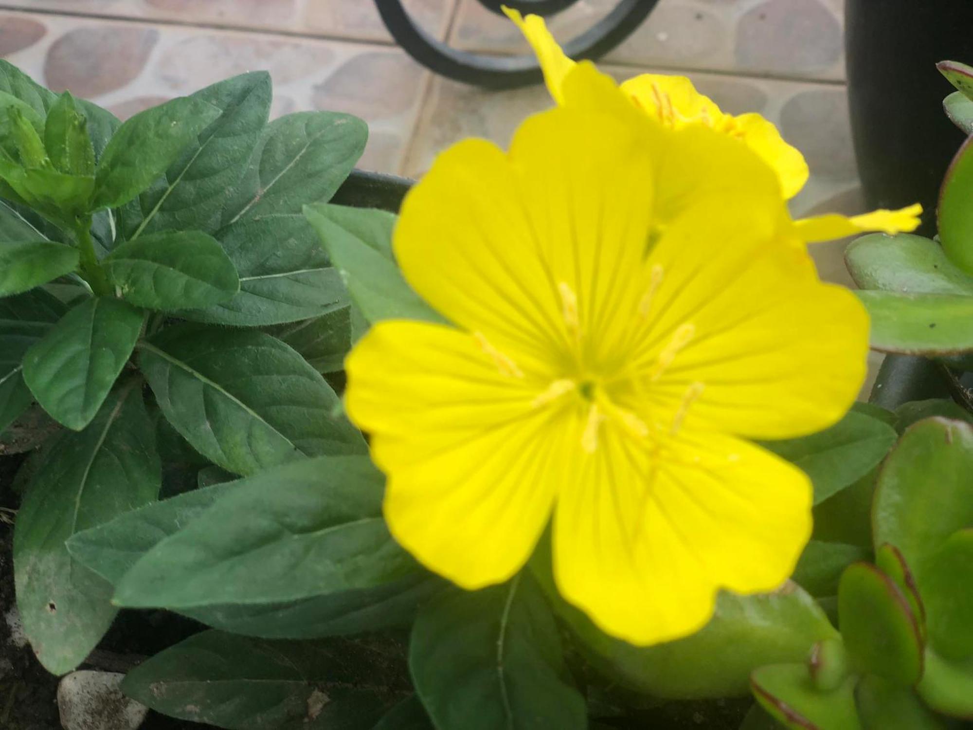 蓬塔德尔加达Vivenda Flor别墅 外观 照片